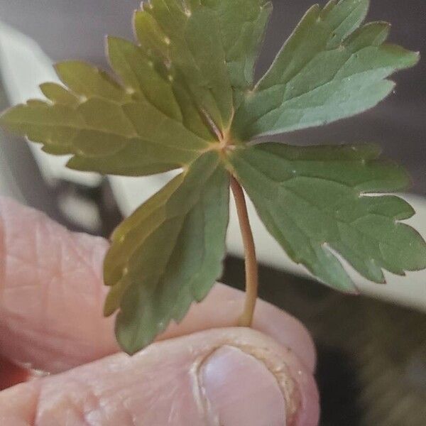 Geranium maculatum Foglia