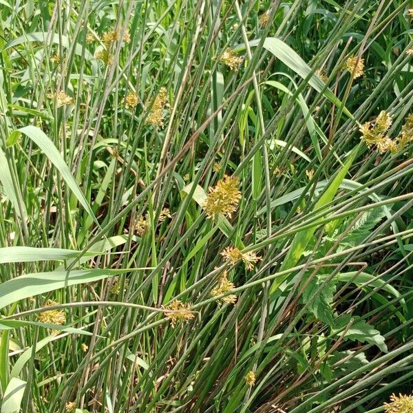 Juncus effusus Pokrój