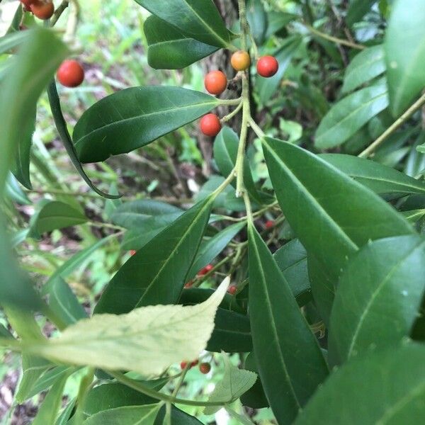 Ilex cassine Leaf