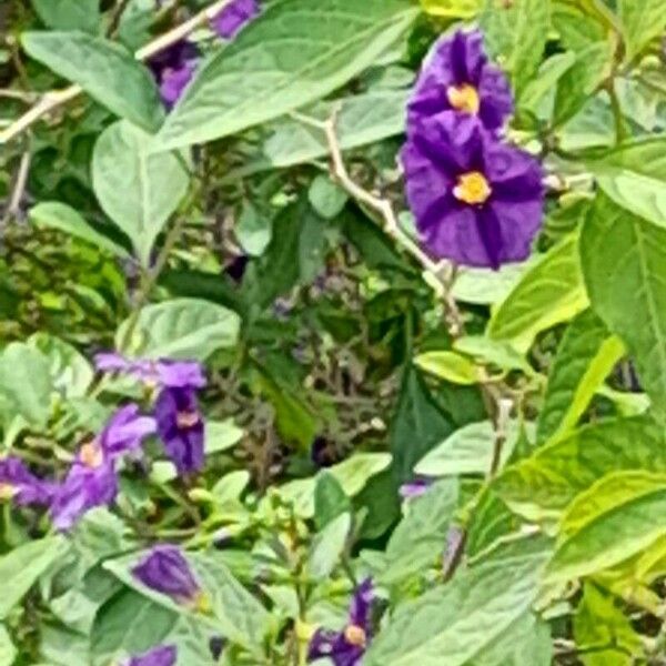 Lycianthes rantonnetii Λουλούδι