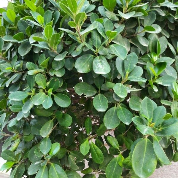 Ficus microcarpa Liść