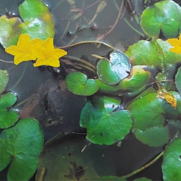 Nymphoides peltata Kwiat