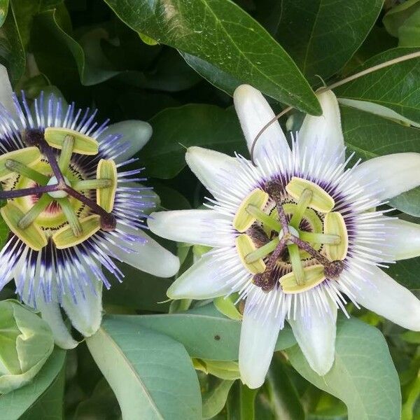 Passiflora caerulea Λουλούδι