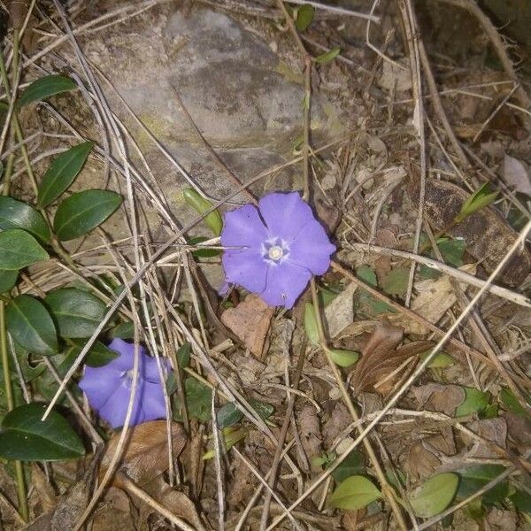 Vinca minor Fleur