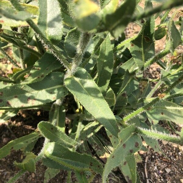 Anchusa azurea Levél