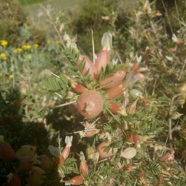 Astragalus armatus Квітка