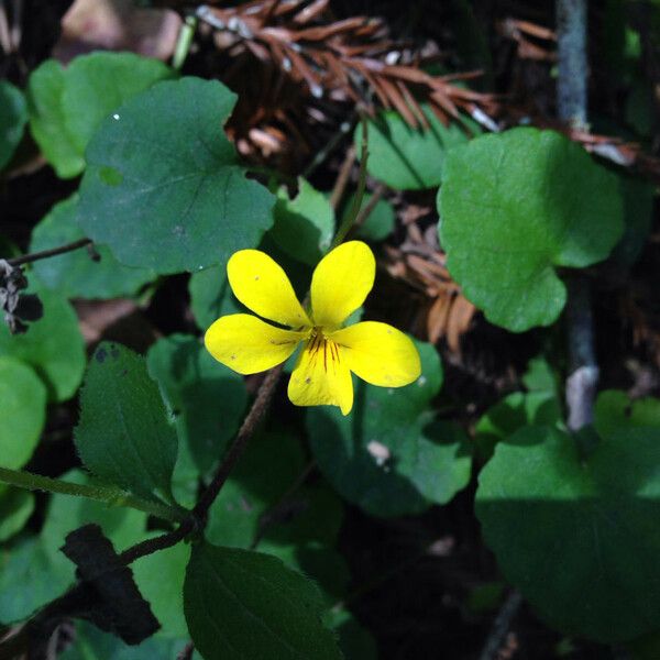 Viola sempervirens Plante entière