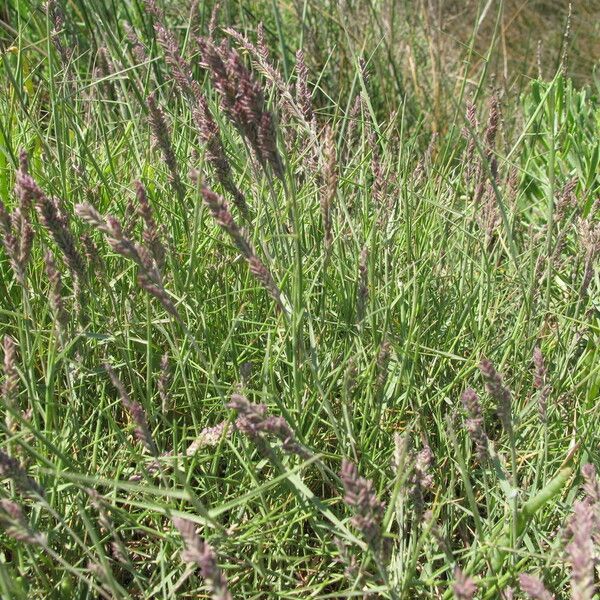 Aeluropus littoralis Habit