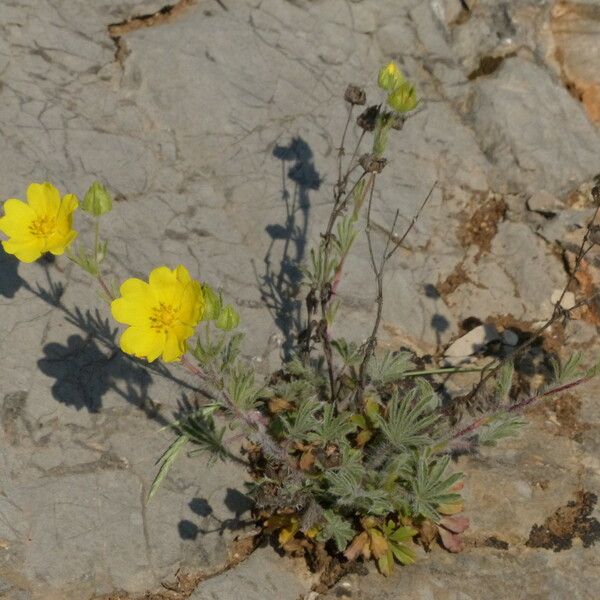 Potentilla hirta Alkat (teljes növény)