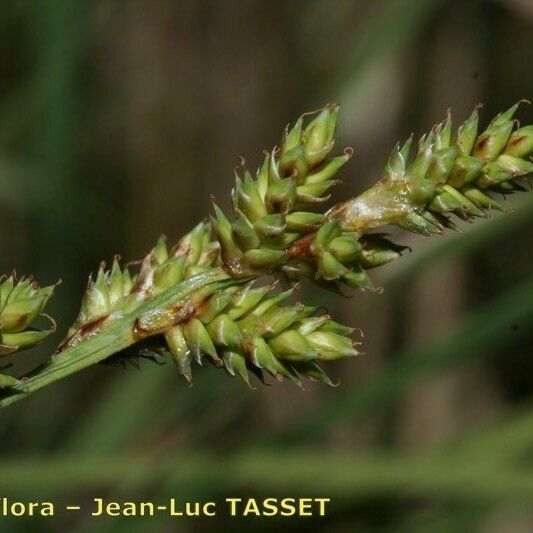 Carex canescens Flors