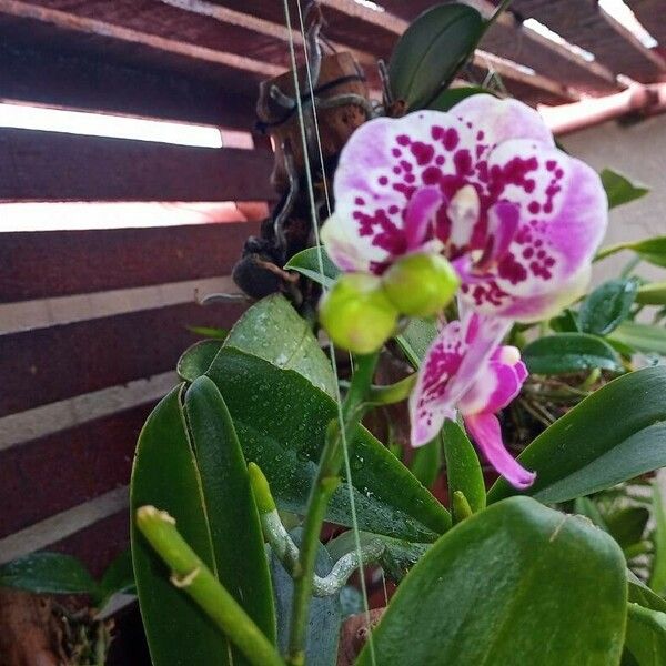Phalaenopsis spp. Цветок