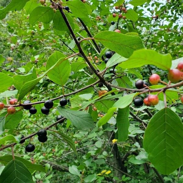 Frangula alnus Fruto