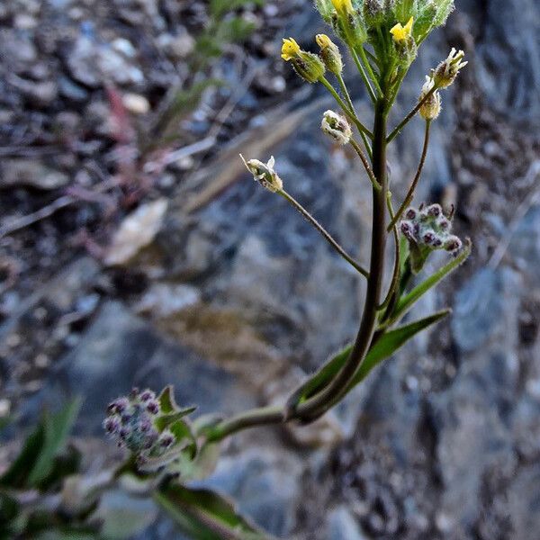 Camelina microcarpa 花