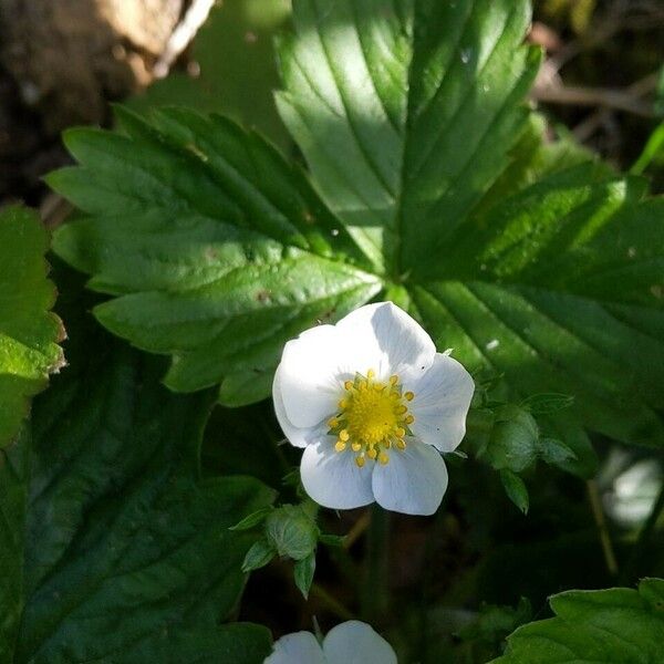 Fragaria vesca Flor