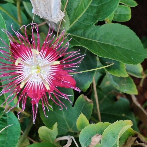 Passiflora vitifolia برگ