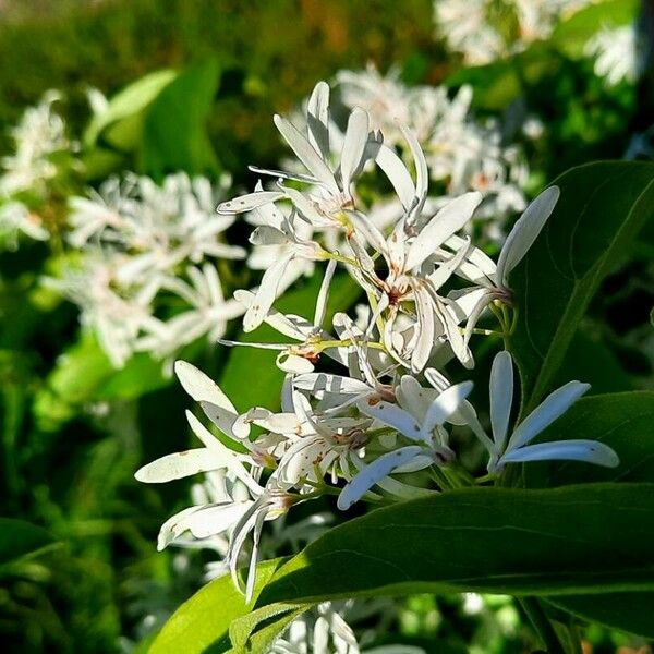 Chionanthus retusus Fiore