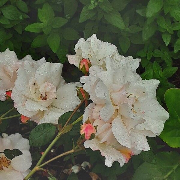 Rosa moschata Flower