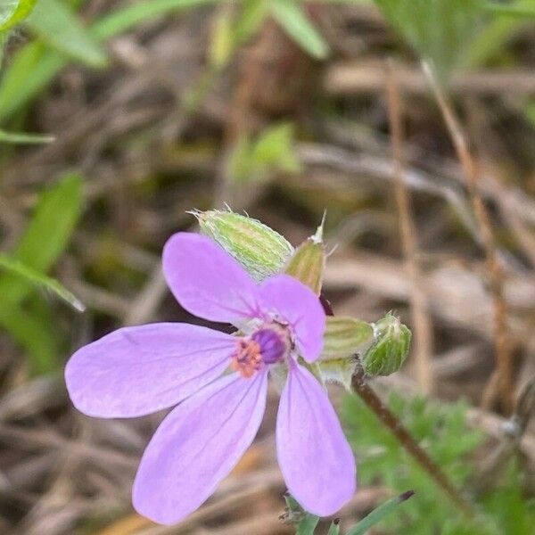 Erodium cicutarium Кветка