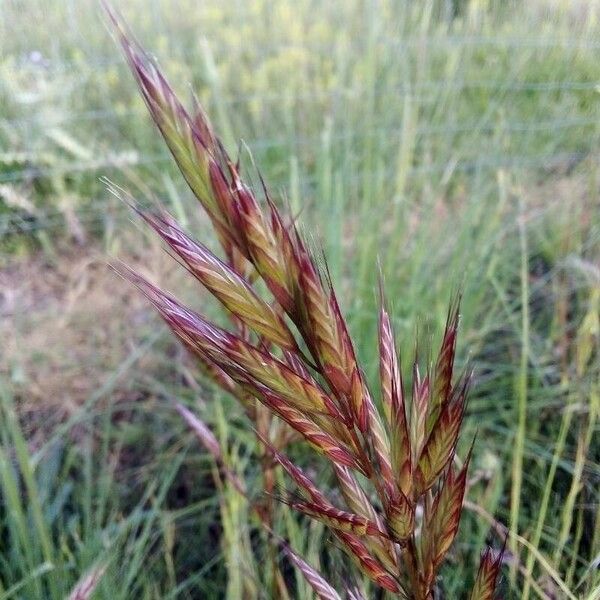 Bromus lanceolatus Fuelha