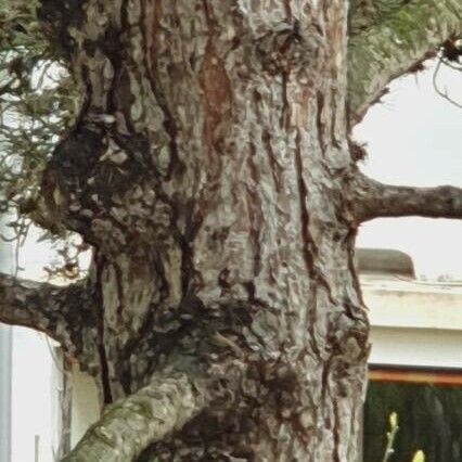 Pinus longaeva Bark