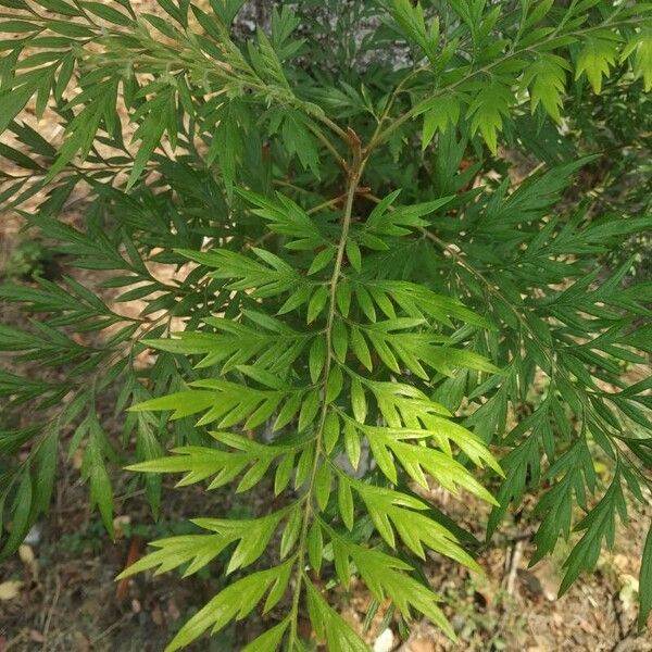 Grevillea robusta Leaf