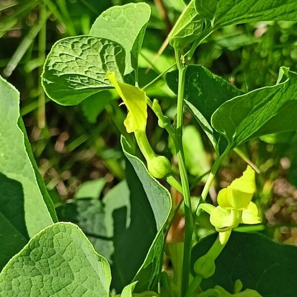 Aristolochia clematitis Цветок