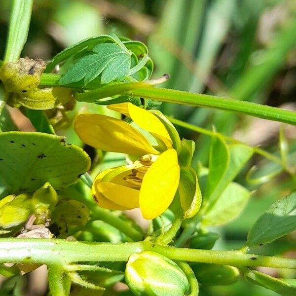 Senna obtusifolia Flower