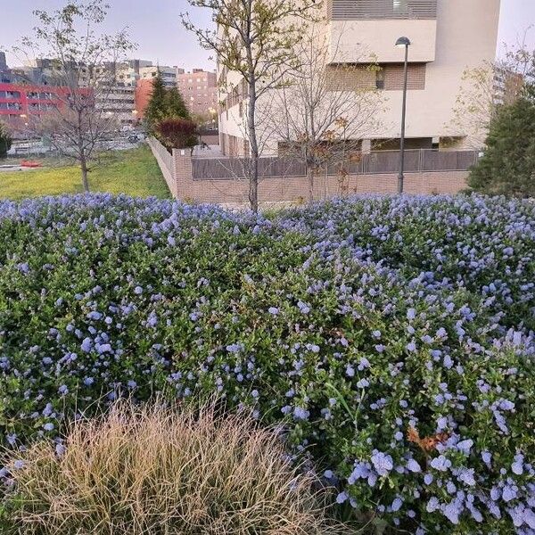 Ceanothus thyrsiflorus ശീലം