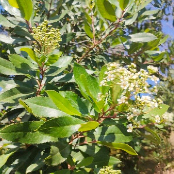 Photinia arbutifolia Ліст