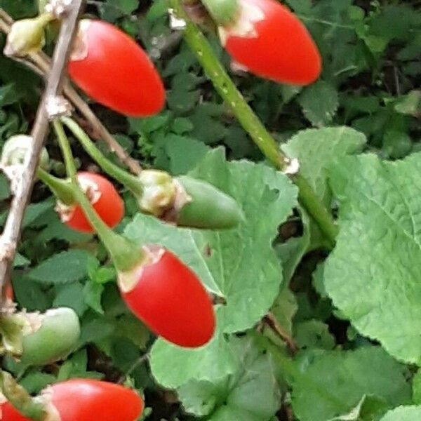 Lycium barbarum Fruit