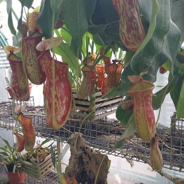 Nepenthes mirabilis Flor