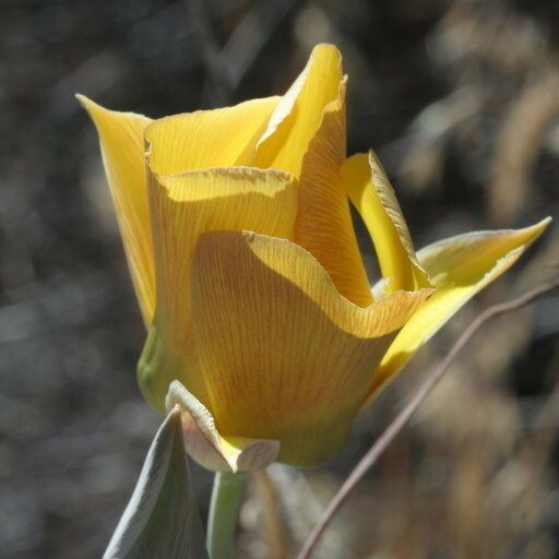 Calochortus concolor Bloem