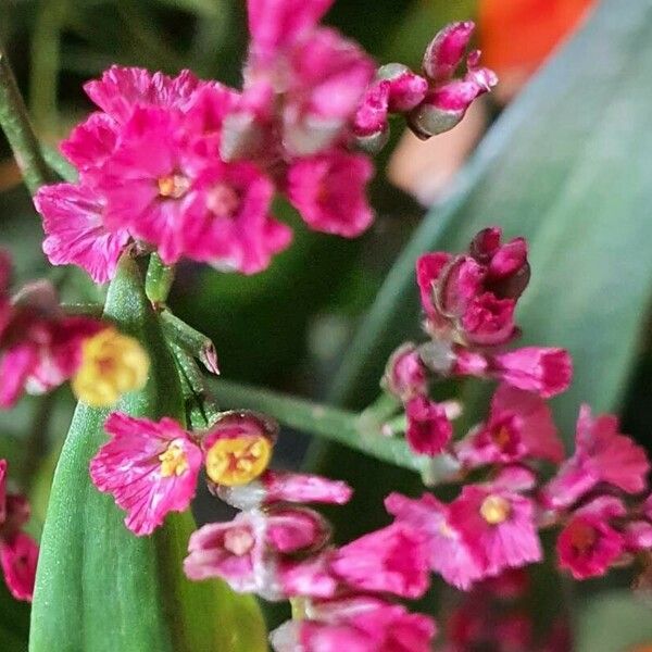 Limonium sinuatum Flower