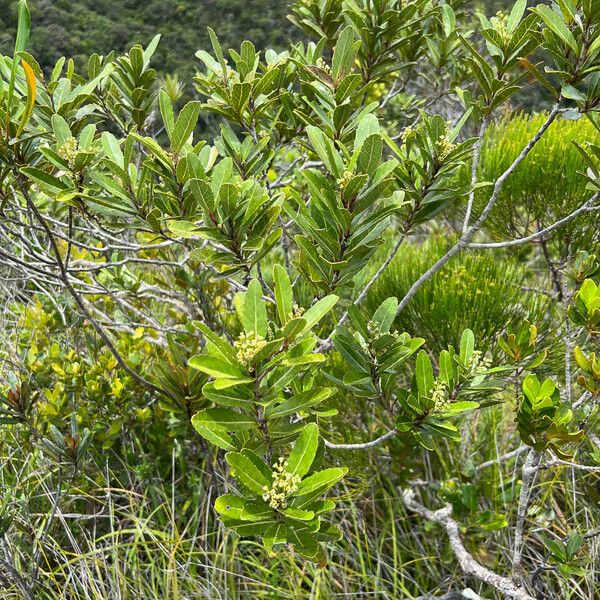 Cloezia floribunda Plante entière