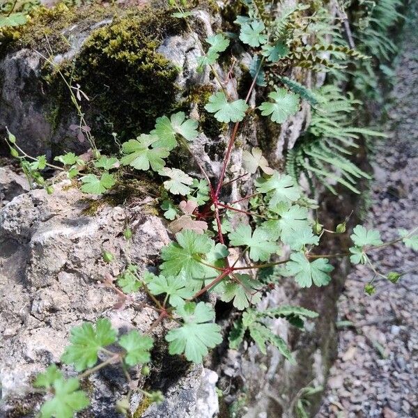 Geranium lucidum Feuille