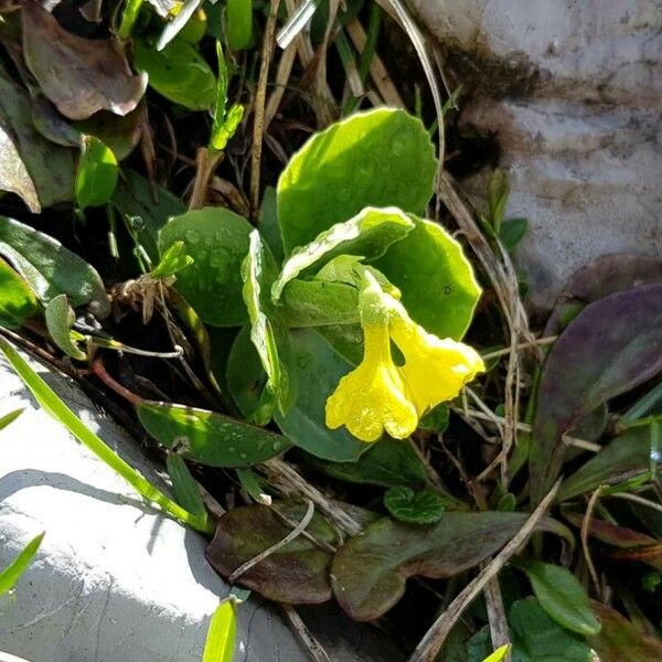 Primula auricula ফুল