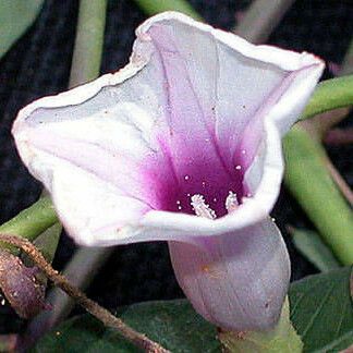 Ipomoea heptaphylla 花