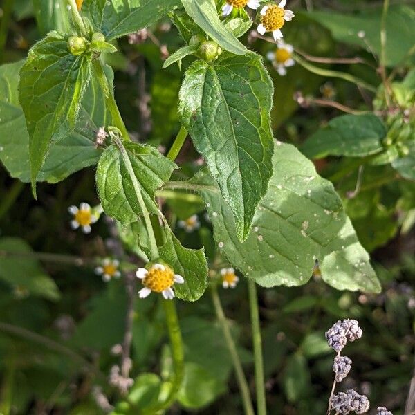 Galinsoga parviflora List