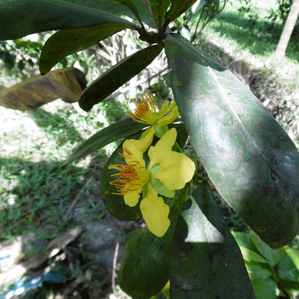 Senna occidentalis Blüte