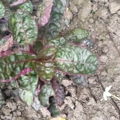 Hemigraphis alternata Leaf