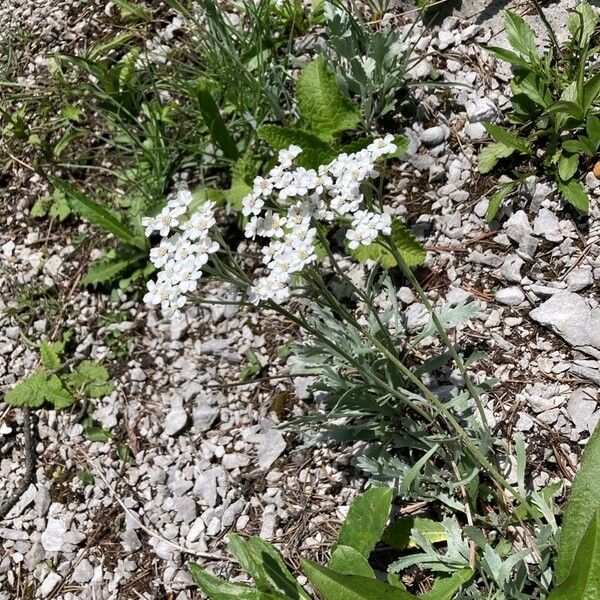 Achillea clavennae Flower