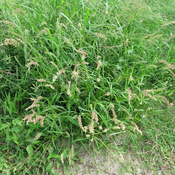 Cenchrus echinatus Tervik taim