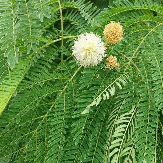 Leucaena leucocephala Blomma