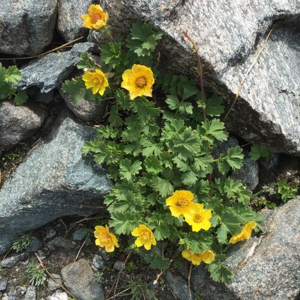 Geum reptans Flower