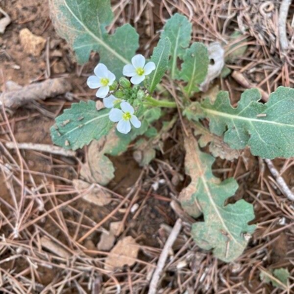 Diplotaxis erucoides फूल