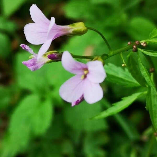 Cardamine bulbifera Fleur