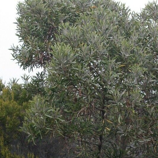 Acacia heterophylla Costuma