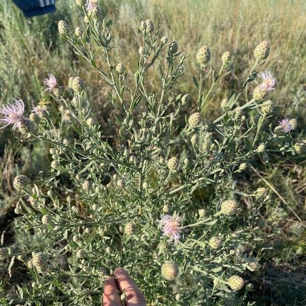 Centaurea stoebe Flower