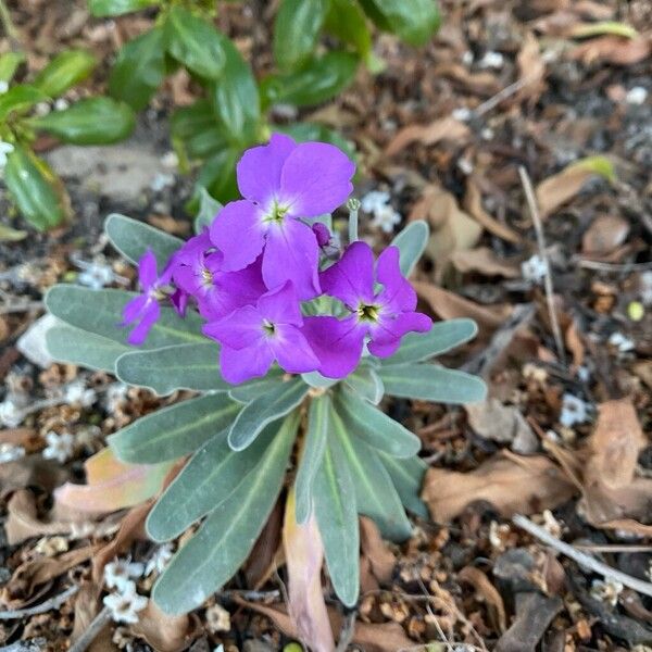 Matthiola maderensis Fiore