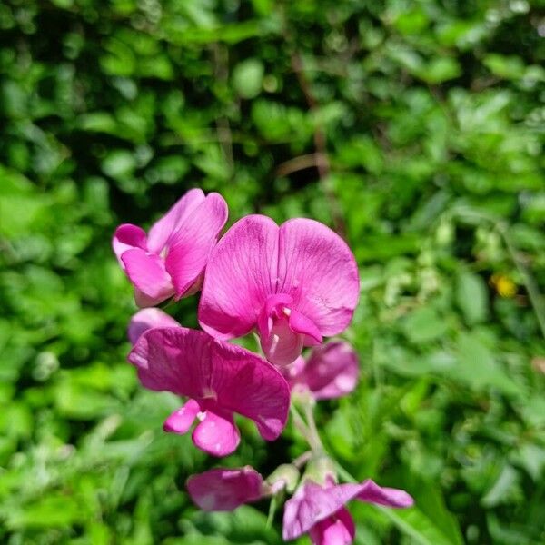 Lathyrus odoratus Квітка